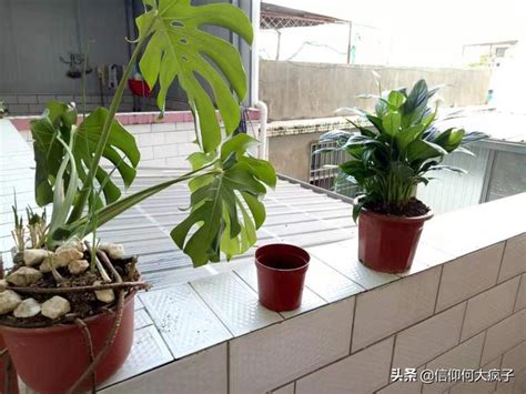 丙 五行 樟樹盆栽可以放室內嗎